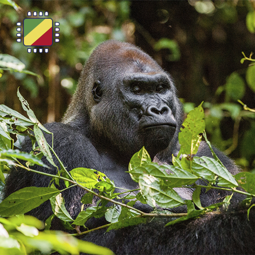 [WW_901O_STACK_ONEOFF_CONGO_10GB_7D] Kongo 10 GB aufladen (7 Tage)