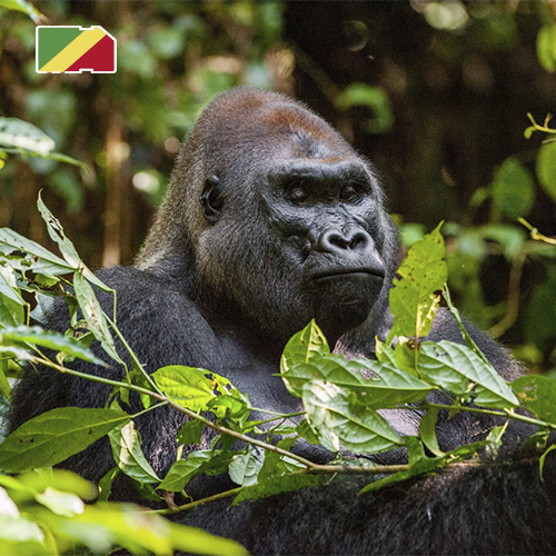 [WW_901O_STACK_ONEOFF_CONGO_10GB_30D] Daten-SIM-Karte Kongo 10 GB (30 Tage)